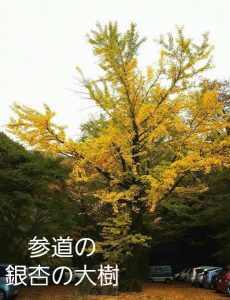 銀杏の大樹