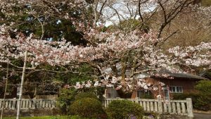 大宮神社の桜１