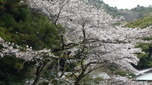 20170407大宮神社の桜
