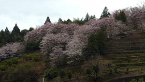 20170407山桜②
