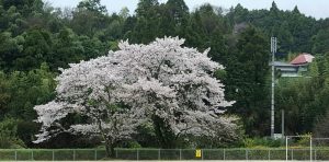 20170411小中学校から見える桜