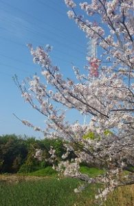 繊維団地横の桜④